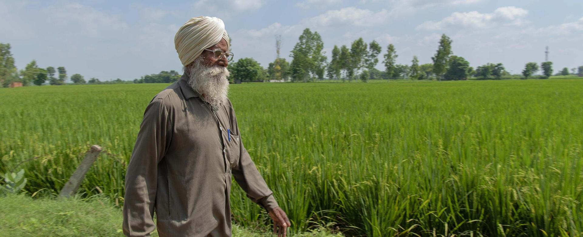 Person walking in the fields