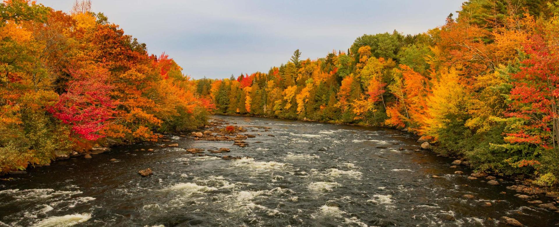 Colorful riverbed // Rushing river rapids through colorful trees at the banks at Maine USA