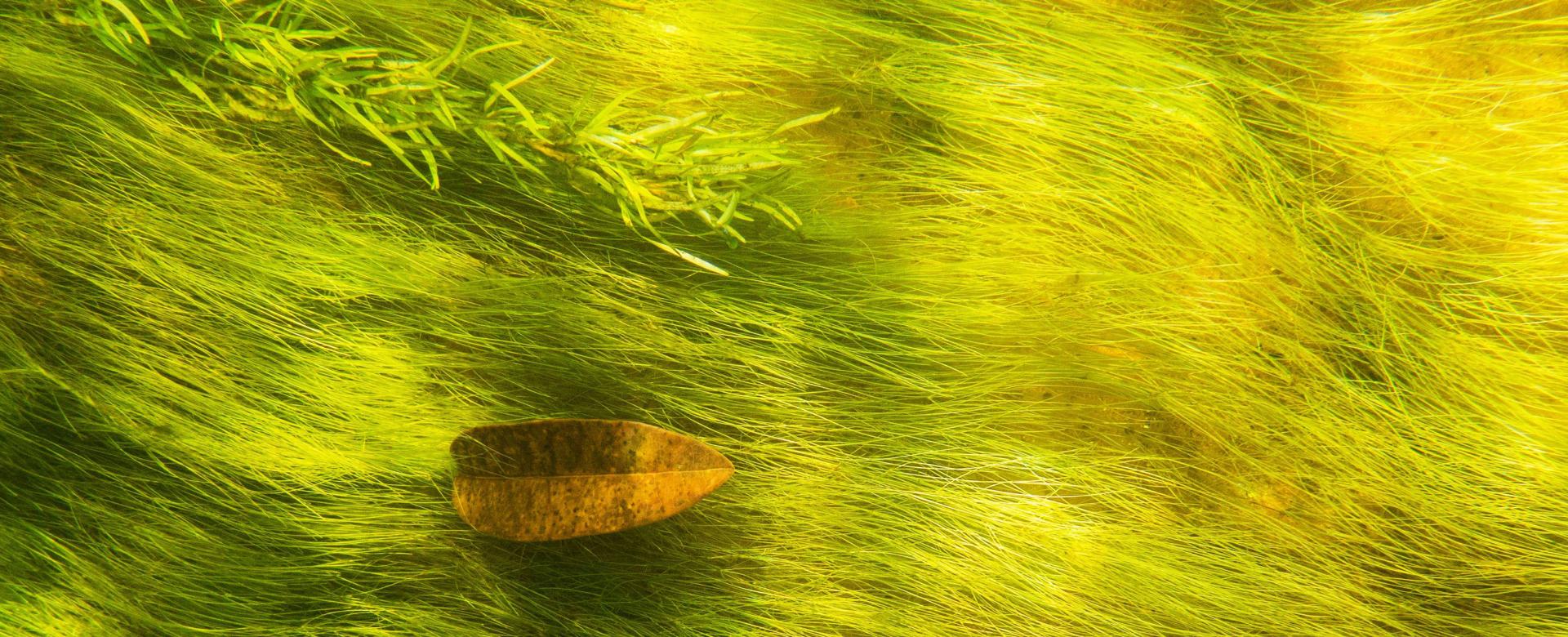 small brown leaf floating on green grass