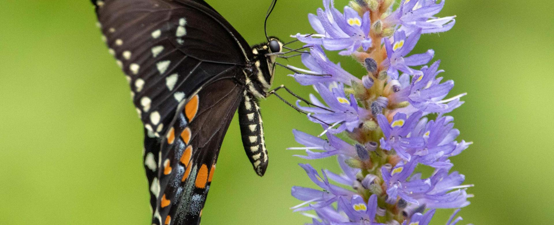 A Spicebush Butterfly having a mid-day snack at the Houston Arboretum & Nature Center in Houston, TX. It was a warm summer day where flowers were in full bloom.